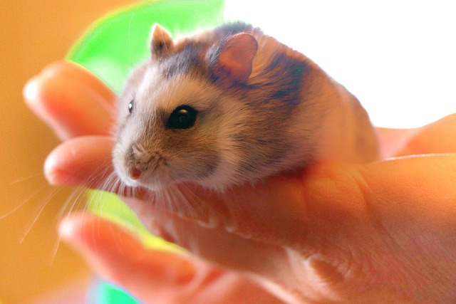 Great hamster Names