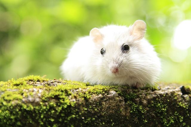 cool hamster names