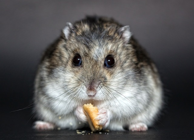 Cute Hamster Names