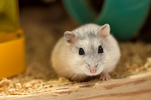 female hamster names