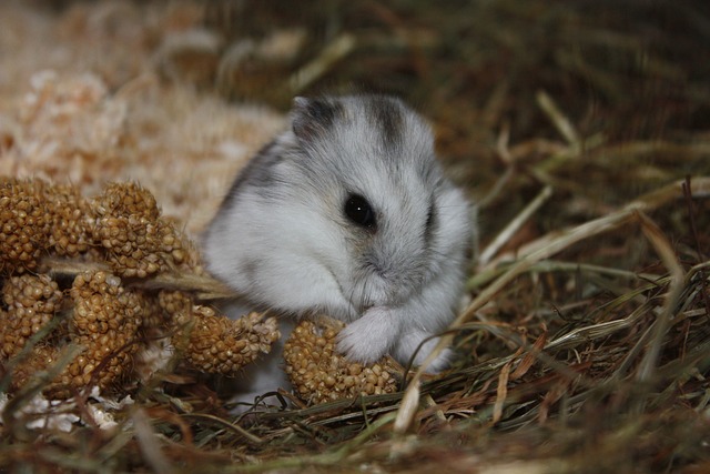 funny hamster names