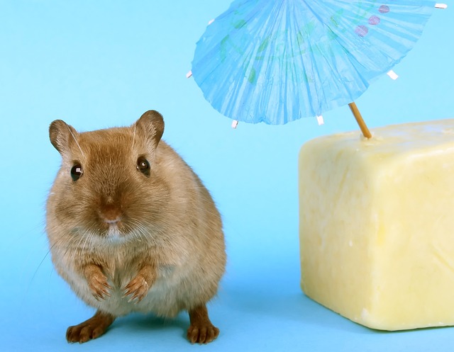 popular hamster names