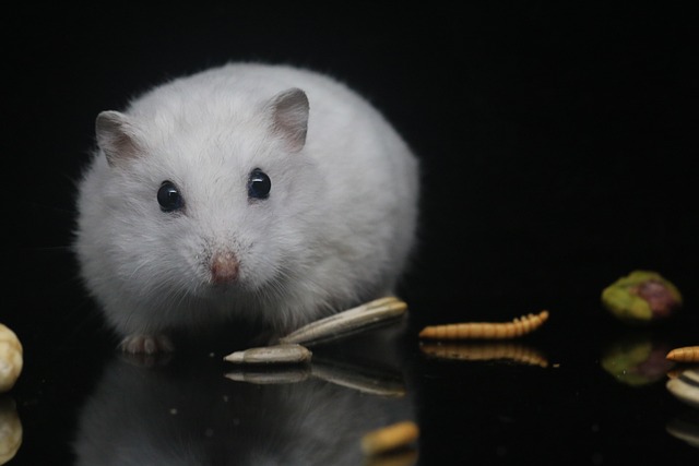 top hamster names